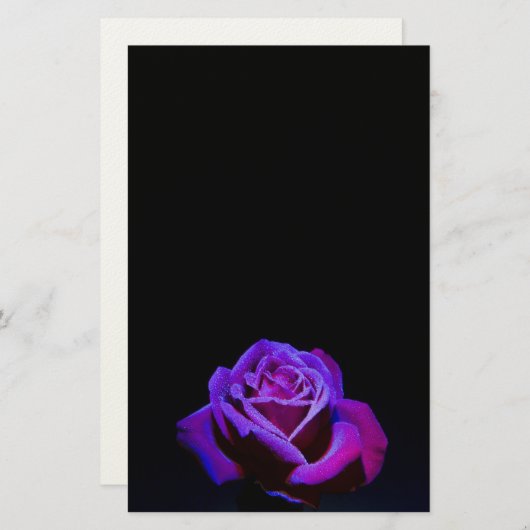 Paars Roos met waterdruppels op zwarte achtergrond Briefpapier (Voorkant / Achterkant)