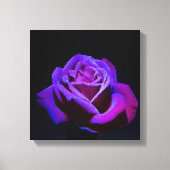 Paars Roos met waterdruppels op zwarte achtergrond Canvas Afdruk (Voorkant)