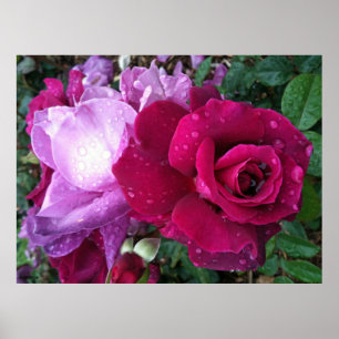 Paars Roos Poster