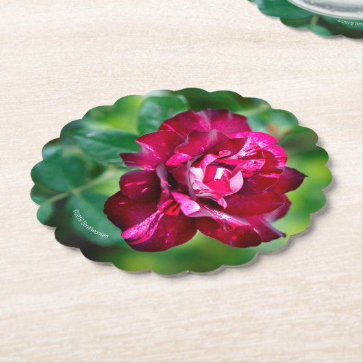 Paars Roos Tiger Kartonnen Onderzetters (Gekanteld)