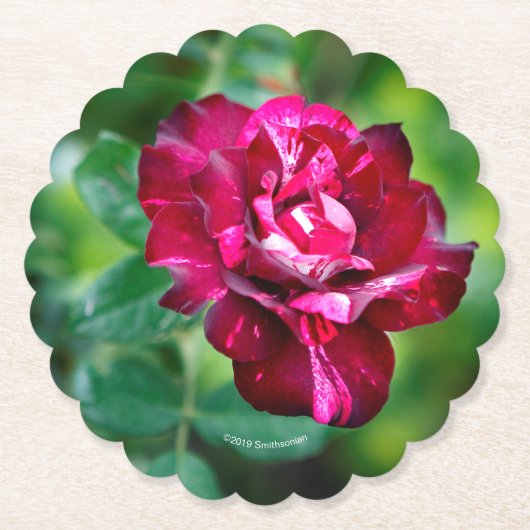 Paars Roos Tiger Kartonnen Onderzetters (Voorkant)