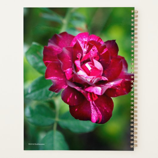 Paars Roos Tiger Planner (Achterkant)