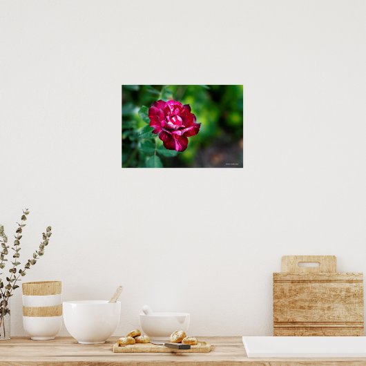 Paars Roos Tiger Poster (Keuken)