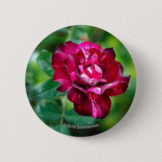 Paars Roos Tiger Ronde Button 5,7 Cm (Voorkant)