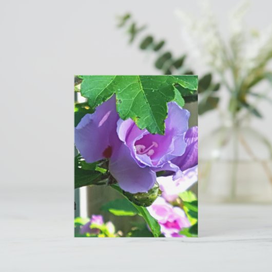 Paars Roos van Sharon of Hibiscus Syriacus Briefkaart (Staand voorkant)