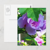 Paars Roos van Sharon of Hibiscus Syriacus Briefkaart (Voorkant / Achterkant)