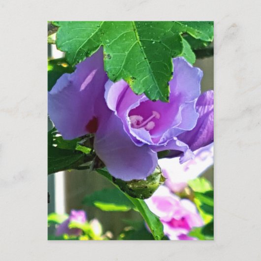 Paars Roos van Sharon of Hibiscus Syriacus Briefkaart (Voorkant)