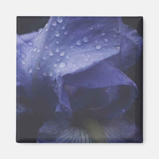 Paars Roos ventilator Magneet (Voorkant)