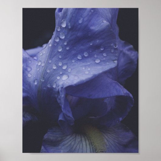 Paars Roos ventilator Poster (Voorkant)