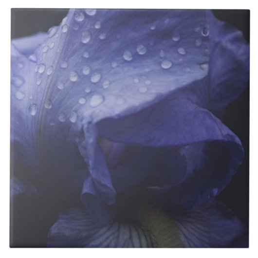 Paars Roos ventilator Tegeltje (Voorkant)