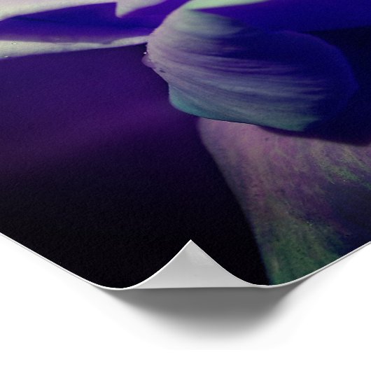 Paars Rosebud Poster (Hoek)