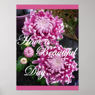 Paars Roze Chrysanthemum Floral Flowers Poster