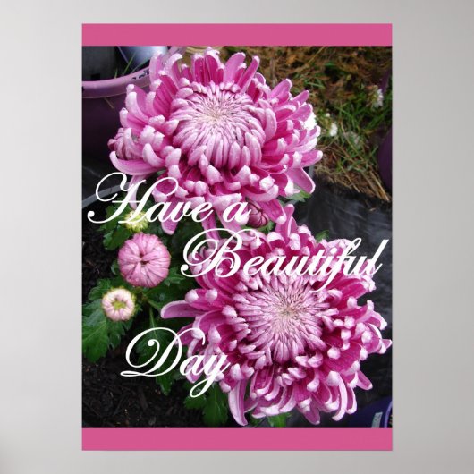 Paars Roze Chrysanthemum Floral Flowers Poster (Voorkant)