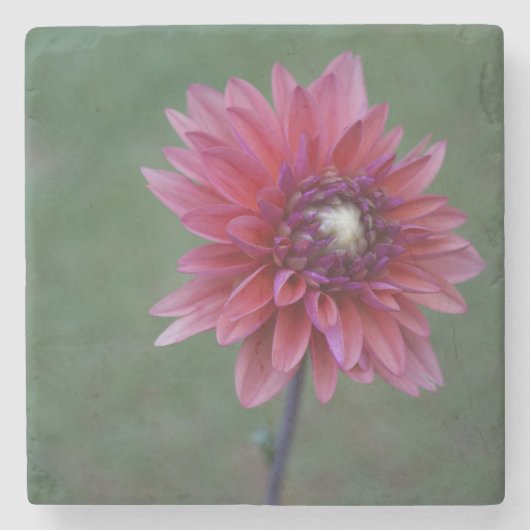 Paars Roze Dahlia 2 Stone Onderzetter (Voorkant)