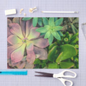 Paars, Roze en Groen Succulent Plant Foto Tissuepapier (Craft)