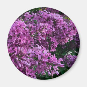 Paars-roze linnen   paarse roze foto magneet