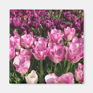 Paars & Roze Tulip Garden Bed, Oregon Magneet
