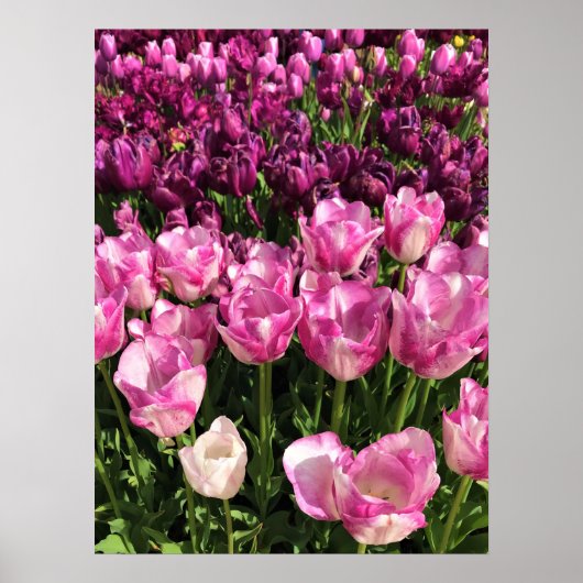 Paars & Roze Tulip Garden Bed, Oregon Poster (Voorkant)