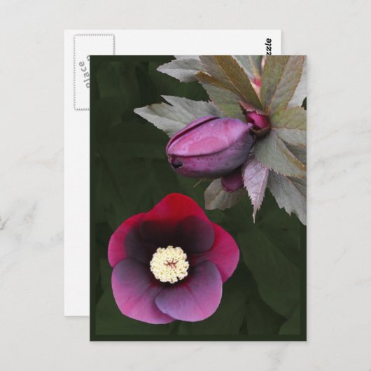 Paars Rozen Briefkaart (Voorkant / Achterkant)