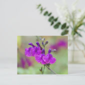 Paars Salvia Flowers Briefkaart (Staand voorkant)