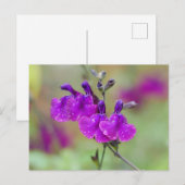 Paars Salvia Flowers Briefkaart (Voorkant / Achterkant)