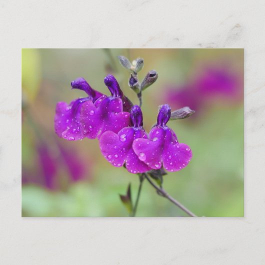 Paars Salvia Flowers Briefkaart (Voorkant)
