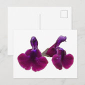 Paars Salvia Flowers Briefkaart (Voorkant / Achterkant)