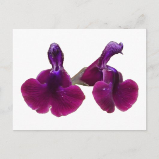 Paars Salvia Flowers Briefkaart (Voorkant)