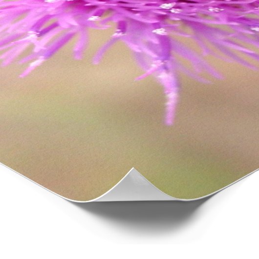 Paars Thistle Flower Poster (Hoek)
