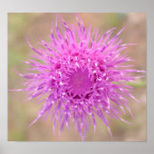 Paars Thistle Flower Poster (Voorkant)