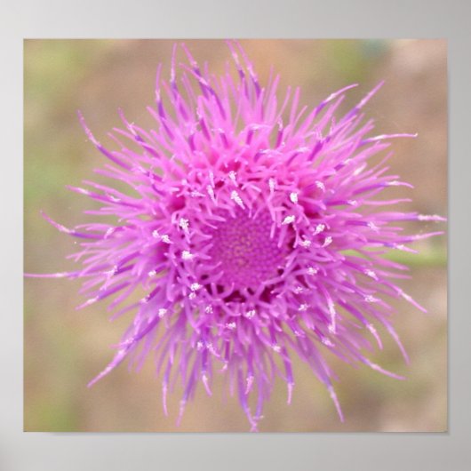 Paars Thistle Flower Poster (Voorkant)