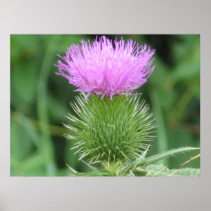 Paars Thistle Poster
