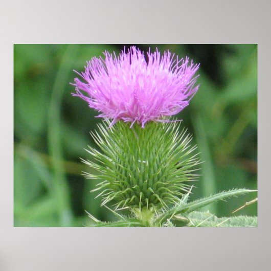 Paars Thistle Poster (Voorkant)