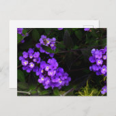 Paars Trailing Lantana #1 Briefkaart (Voorkant / Achterkant)