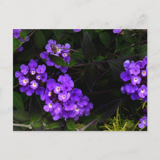 Paars Trailing Lantana #1 Briefkaart (Voorkant)