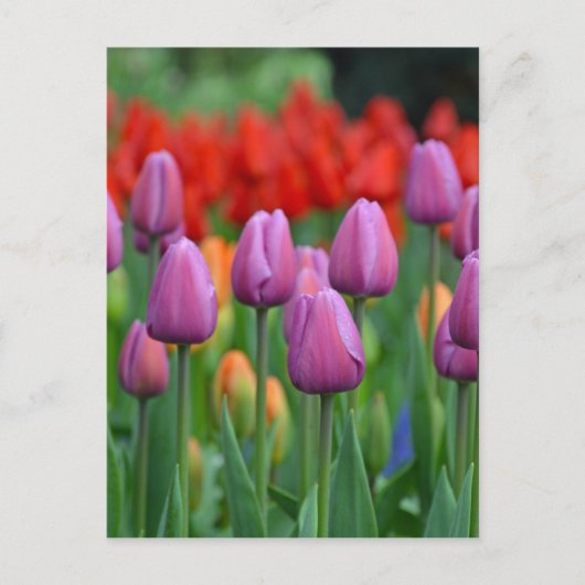 Paars tuipuiltuin briefkaart (Voorkant)