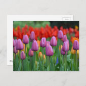 Paars tuipuiltuin briefkaart (Voorkant / Achterkant)