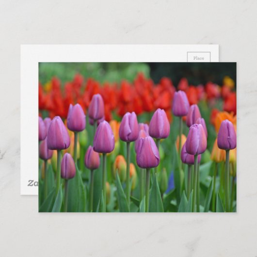 Paars tuipuiltuin briefkaart (Voorkant / Achterkant)