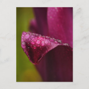 Paars Tulip Briefkaart