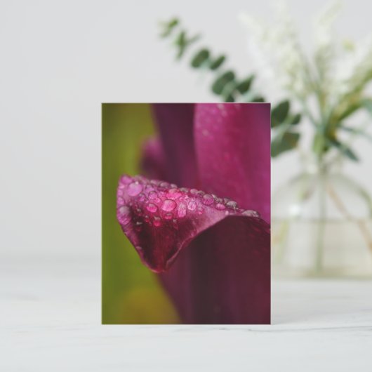 Paars Tulip Briefkaart (Staand voorkant)