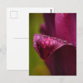 Paars Tulip Briefkaart (Voorkant / Achterkant)