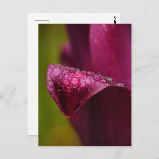 Paars Tulip Briefkaart (Voorkant / Achterkant)