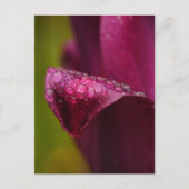 Paars Tulip Briefkaart (Voorkant)