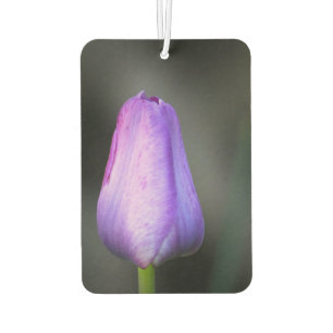 Paars Tulip Bud Luchtverfrisser
