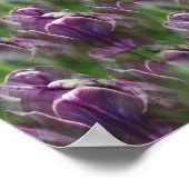 Paars Tulip Flower Natuur Patroon Poster (Hoek)