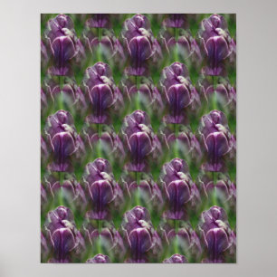 Paars Tulip Flower Natuur Patroon Poster