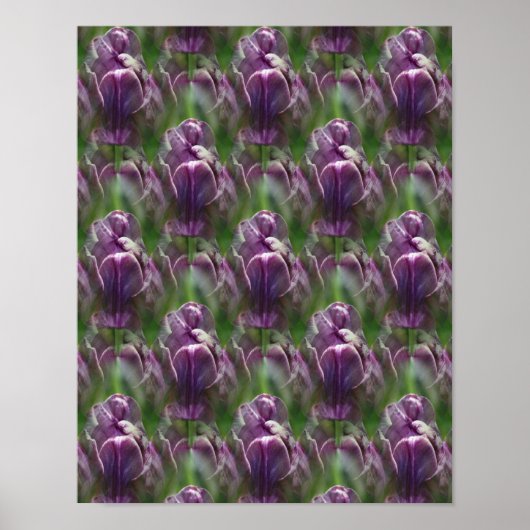 Paars Tulip Flower Natuur Patroon Poster (Voorkant)