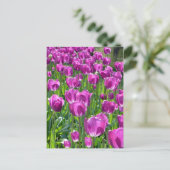 Paars Tulpen Briefkaart (Staand voorkant)