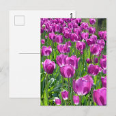 Paars Tulpen Briefkaart (Voorkant / Achterkant)