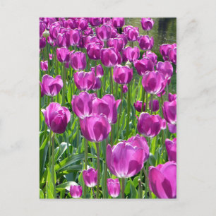 Paars Tulpen Briefkaart